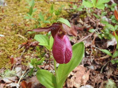 Pink Lady's Slipper (Cypripedium acaule)