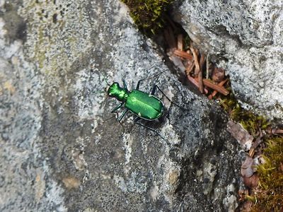 Six-spotted Tiger Beetle (Cicindela sexguttata)