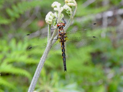 Petite Emerald (Dorocordulia lepida)
