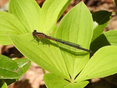 Eastern Forktail (Ischnura verticalis)