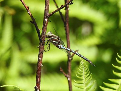Springtime Darner (Basiaeschna janata)