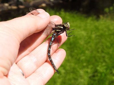 Springtime Darner (Basiaeschna janata)
