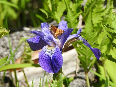 Hobomok Skipper (Lon hobomok) on Blue Flag