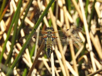 Four-spotted Skimmer (Libellula quadrimaculata)