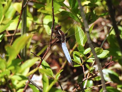 White Corporal (Ladona exusta)