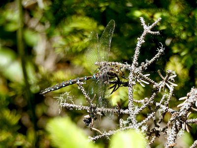 Springtime Darner (Basiaeschna janata)