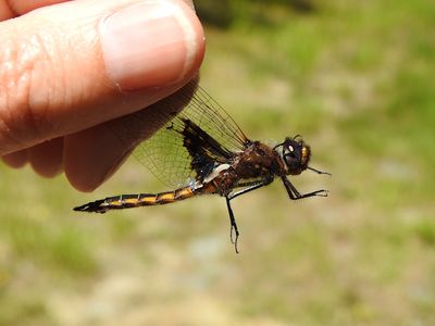 Mantled Baskettail (Epitheca semiaquea)