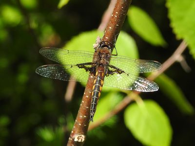 Mantled Baskettail (Epitheca semiaquea)