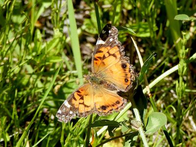American Lady (Vanessa virginiensis)