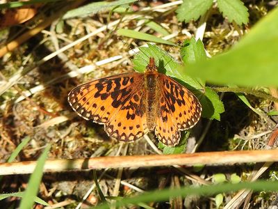 Silver-bordered Fritillary (Boloria myrina)