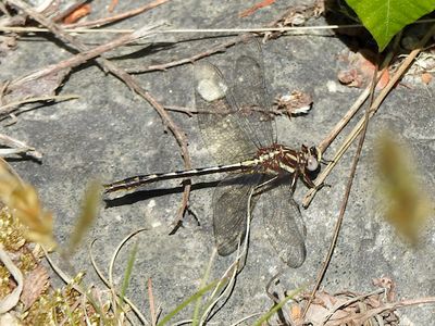 Phanogomphus Clubtail (Phanogomphus sp.), possibly Dusky Clubtail