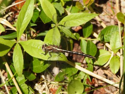 Lancet Clubtail (Phanogomphus exilis)
