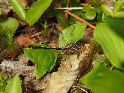 Lancet Clubtail (Phanogomphus exilis)