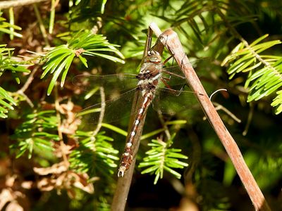 Stream Cruiser (Didymops transversa)