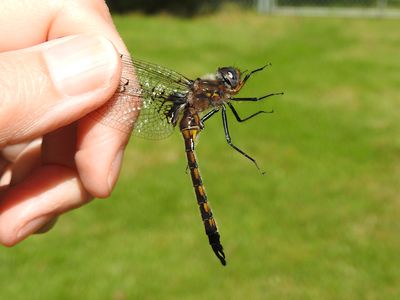 Spiny Baskettail (Epitheca spinigera)