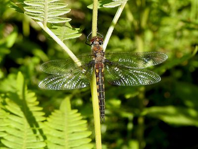 Spiny Baskettail (Epitheca spinigera)