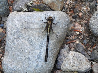 Dusky Clubtail (Phanogomphus spicatus)