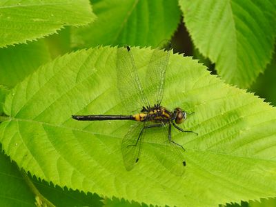 Belted Whiteface (Leucorrhinia proxima) - Immature Male