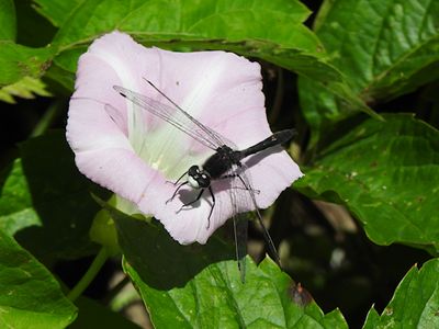 Whitefaces (Genus Leucorrhinia)