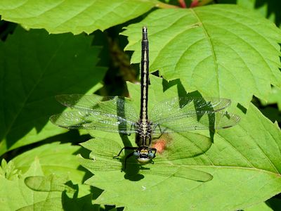 Pond Clubtails (Genus Arigomphus)
