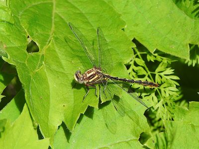 Genus Phanogomphus