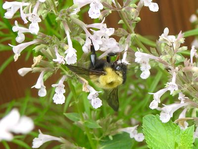 Perplexing Bumble Bee (Bombus perplexus)