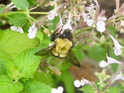 Perplexing Bumble Bee (Bombus perplexus)