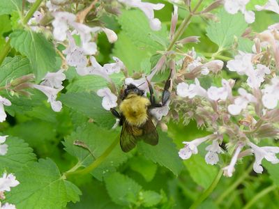 Bumble Bees (genus Bombus)
