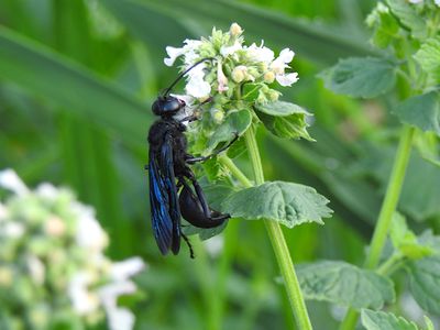 Great Black Digger Wasp (Sphex pennsylvanicus)