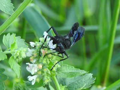 Bees and Wasps (Order Hymenoptera)