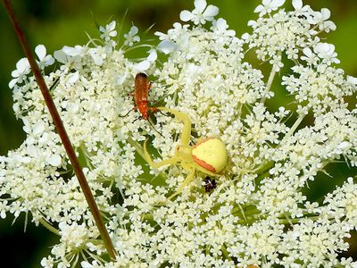 Crab Spiders