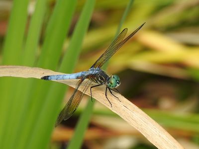 Dashers (Genus Pachydiplax)