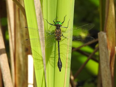 Emeralds (Family Corduliidae)