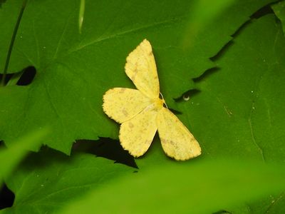 Typical Geometers (Family Geometridae)