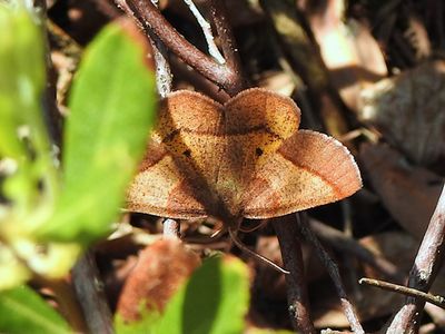 Typical Geometers (Family Geometridae)