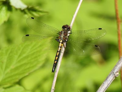 Hudsonian Whiteface (Leucorrhinia hudsonica)