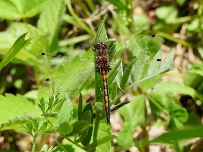 Whitefaces (Genus Leucorrhinia)