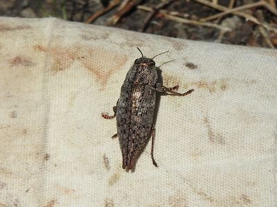 Beetles (Order Coleoptera)