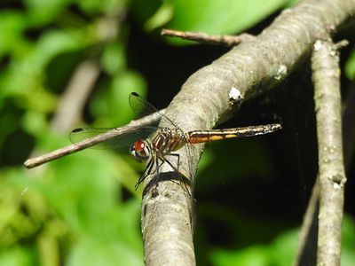 Blue Dasher  (Pachydiplax longipennis) 