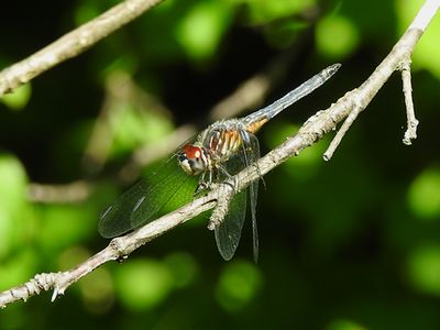 Blue Dasher  (Pachydiplax longipennis) 