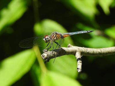 Blue Dasher  (Pachydiplax longipennis) 