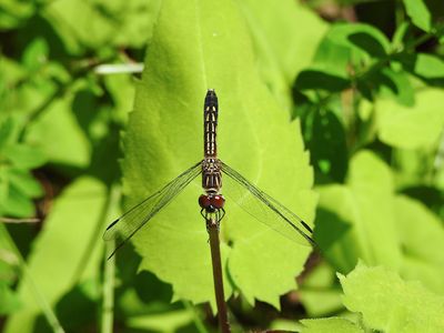Blue Dasher  (Pachydiplax longipennis) 