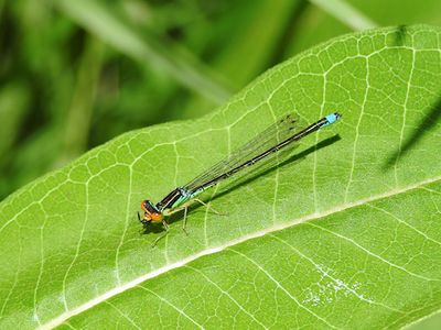 Pond Damsels:  Bluets