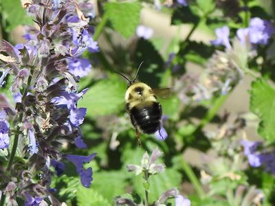 Bumble Bees (genus Bombus)