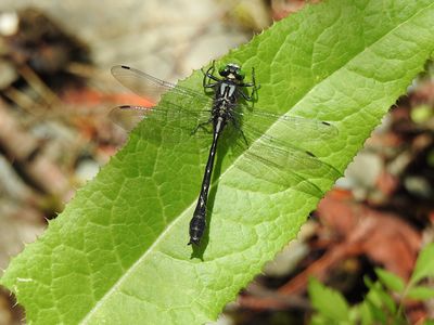 Clubtails (Family Gomphidae)