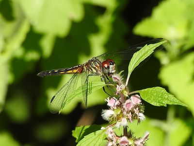 Dashers (Genus Pachydiplax)