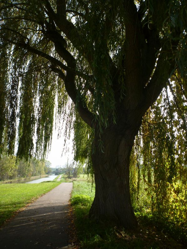 2024/10/24: A tree. Yeah!