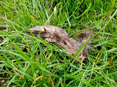Boar's foot
