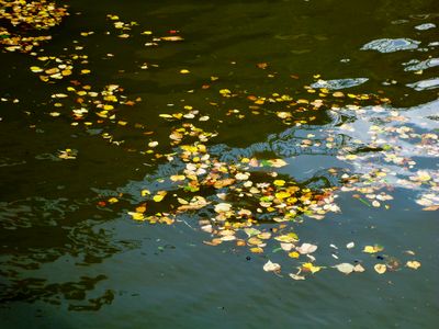 31/08/2023: Leaves in the shadow of a lock near Lutzelbourg
