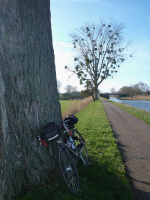 2024/02/17: 140k via Lutzelbourg. Immense tree on canal